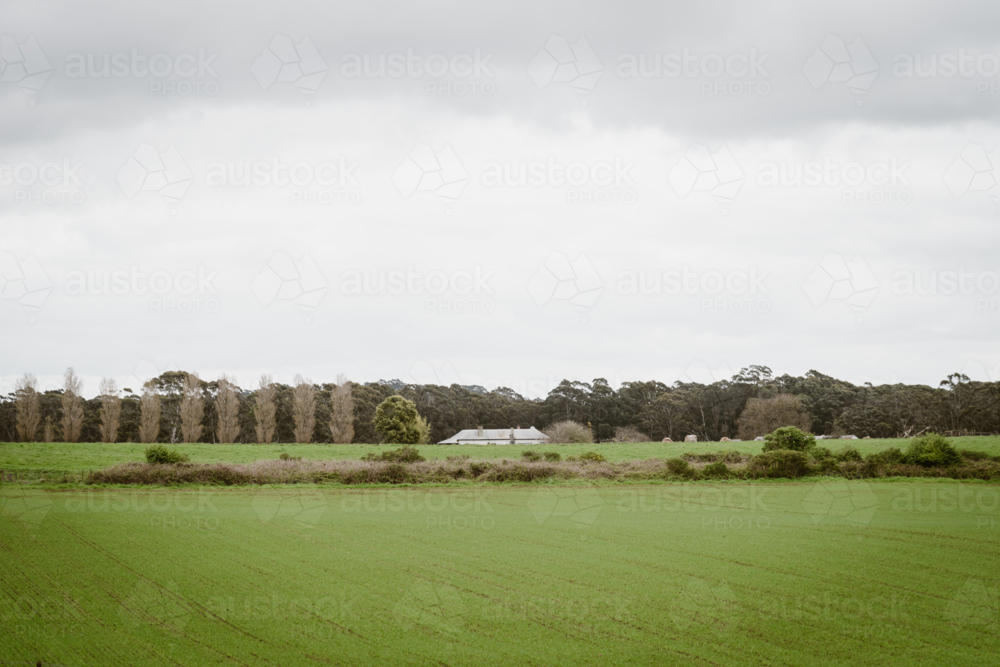 green pastures around rural fam house in the distance - Australian Stock Image