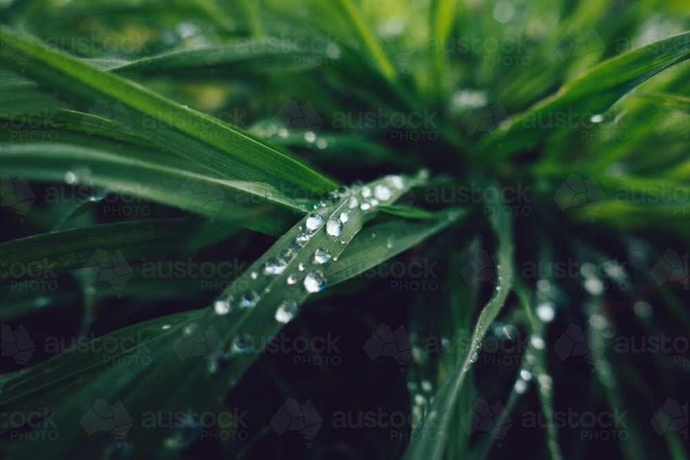 Green plant leaves background - Australian Stock Image