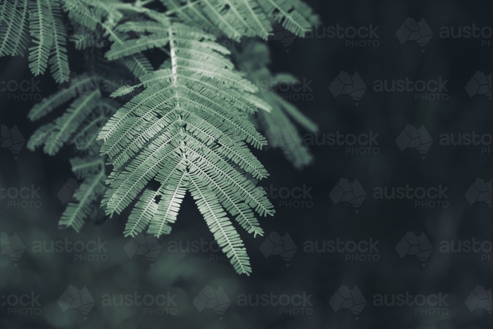 Green plant leaves background - Australian Stock Image