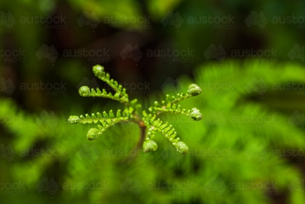 green rainforest fern - Australian Stock Image