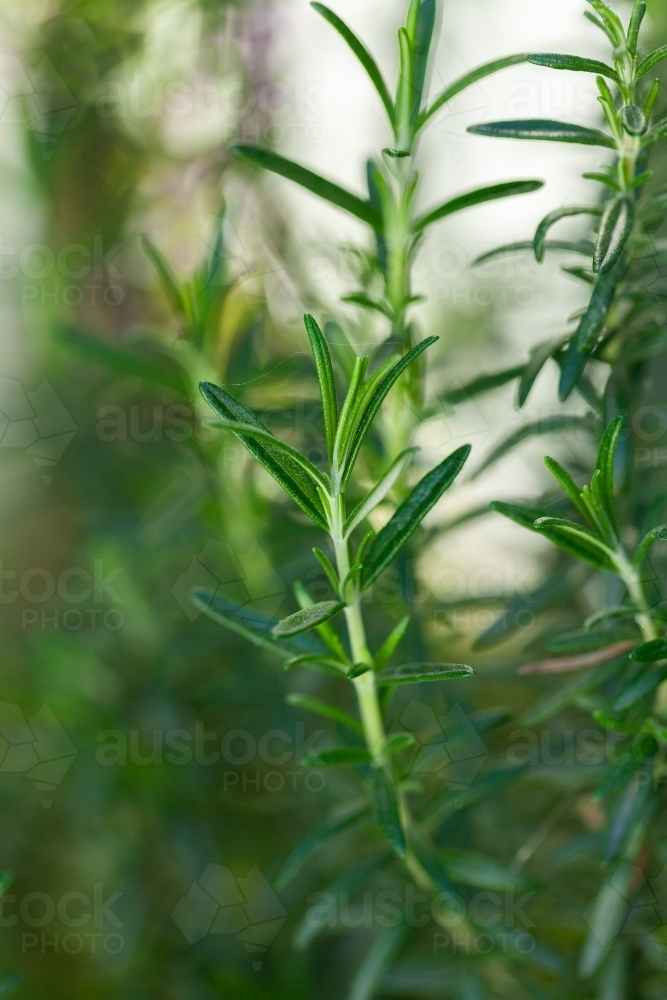 Green rosemary plant foliage detail close up - Australian Stock Image