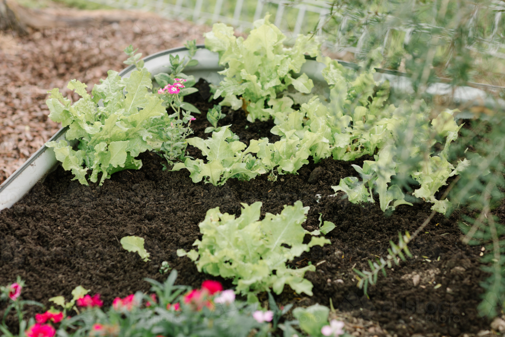 Green sheet lettuce growing in a garden plant bed - Australian Stock Image