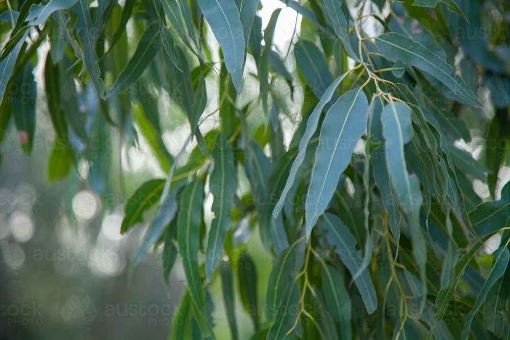 Green texture of gum leaves - Australian Stock Image