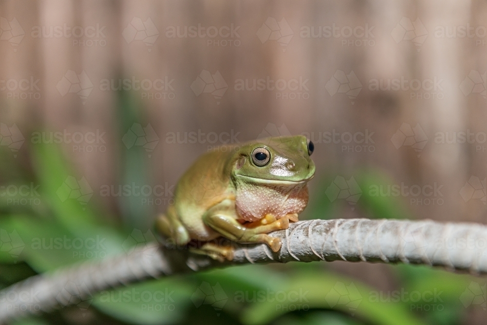 Green Tree Frog - Australian Stock Image