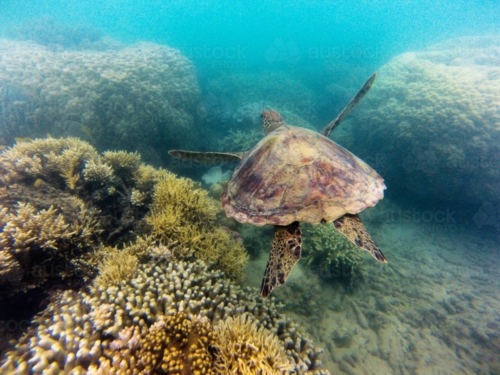 Green turtle swimming in a coral reef - Australian Stock Image