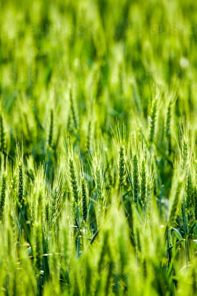 Green wheat crop close-up. - Australian Stock Image