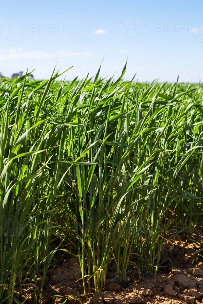 Green wheat stalks, vertical - Australian Stock Image