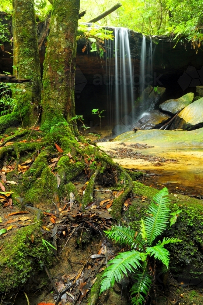 Greenery around Oaklands Falls waterfall in the Blue Mountains, New South Wales - Australian Stock Image