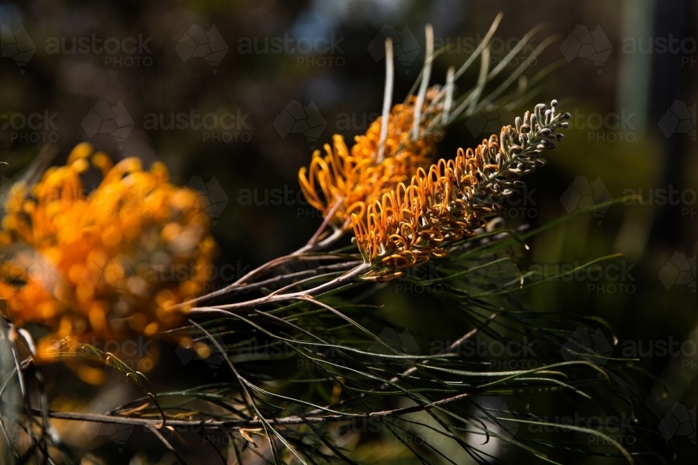 Grevillea - Australian Stock Image