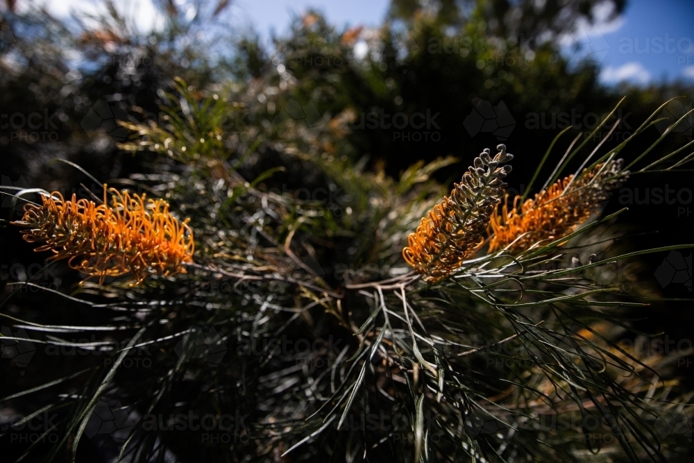 grevillea flowers - Australian Stock Image