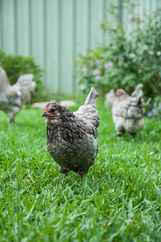 Grey Araucana hen standing on the lawn in the backyard - Australian Stock Image