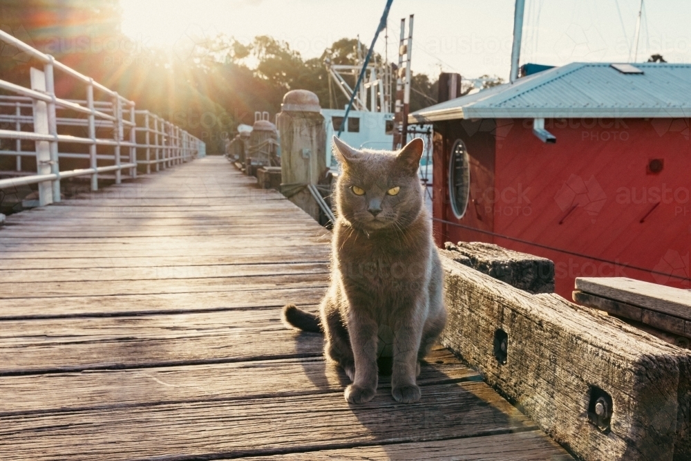 Grey British Shorthair cat sitting on jetty at marina - Australian Stock Image