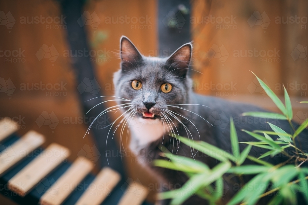 Grey cat meowing outside - Australian Stock Image