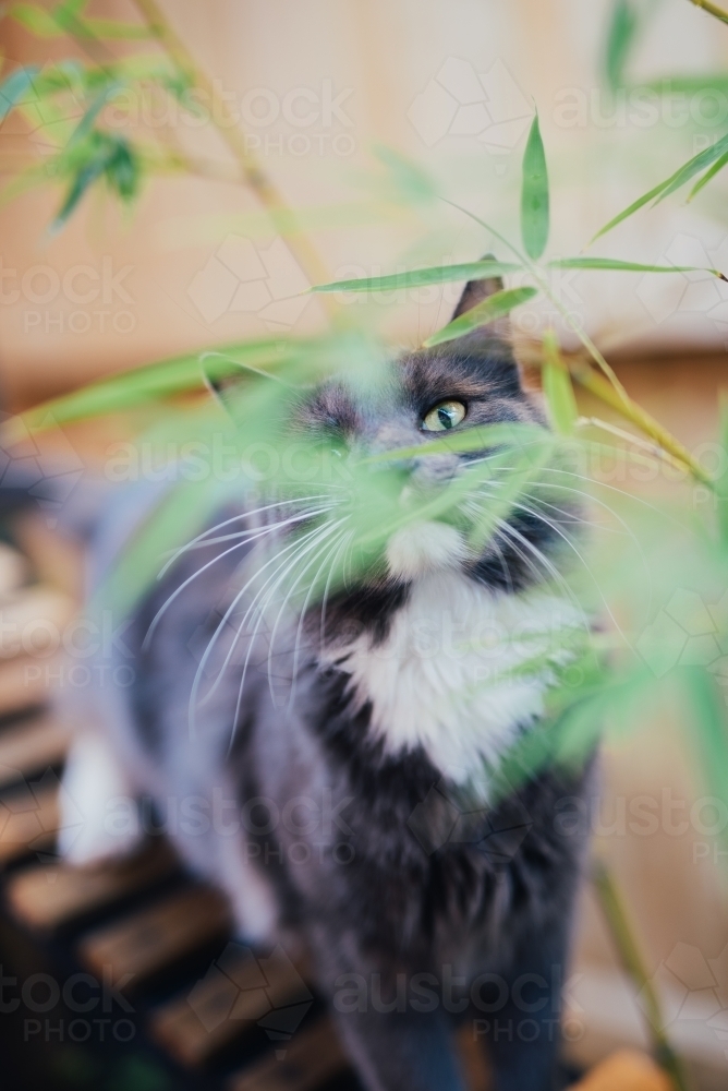 Grey cat peeping through bamboo - Australian Stock Image