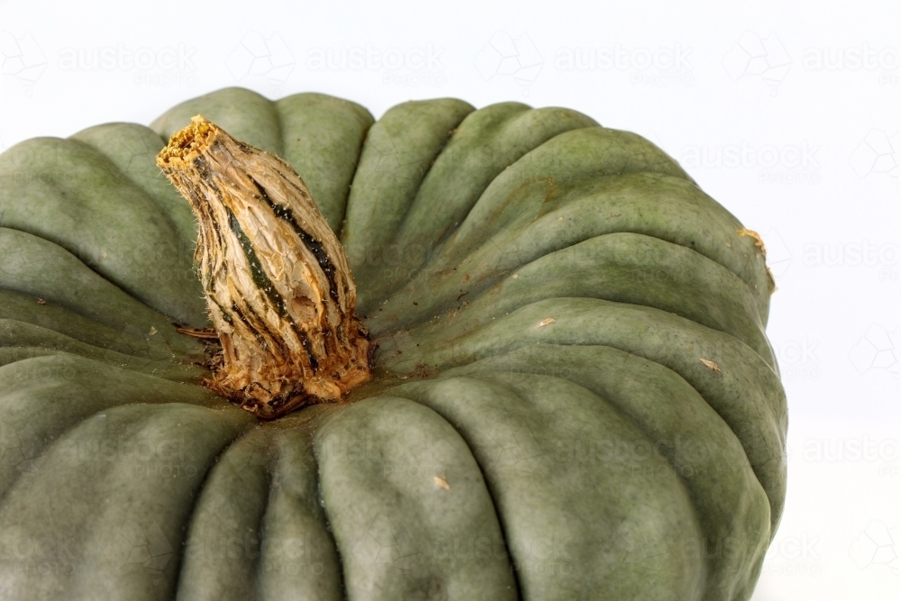 Grey-green pumpkin on white background - Australian Stock Image