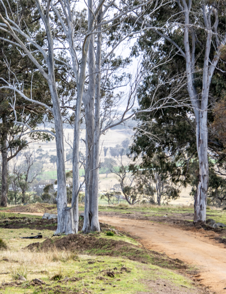 Grey gum trees and a rural dirt country road - Australian Stock Image