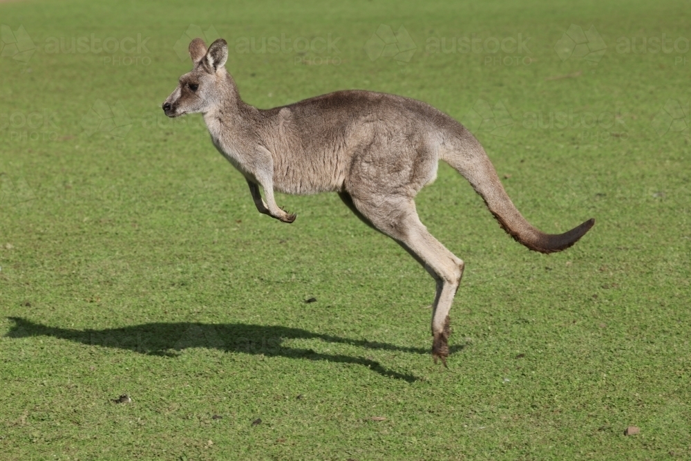 Grey Kangaroo Hopping - Australian Stock Image