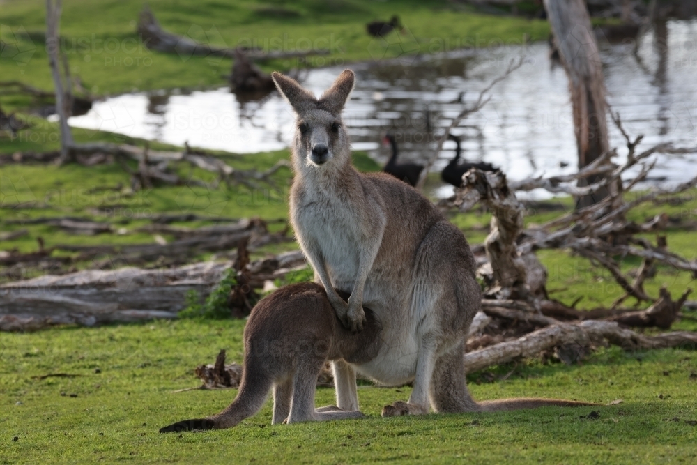 Grey Kangaroo Joey Feeding - Australian Stock Image