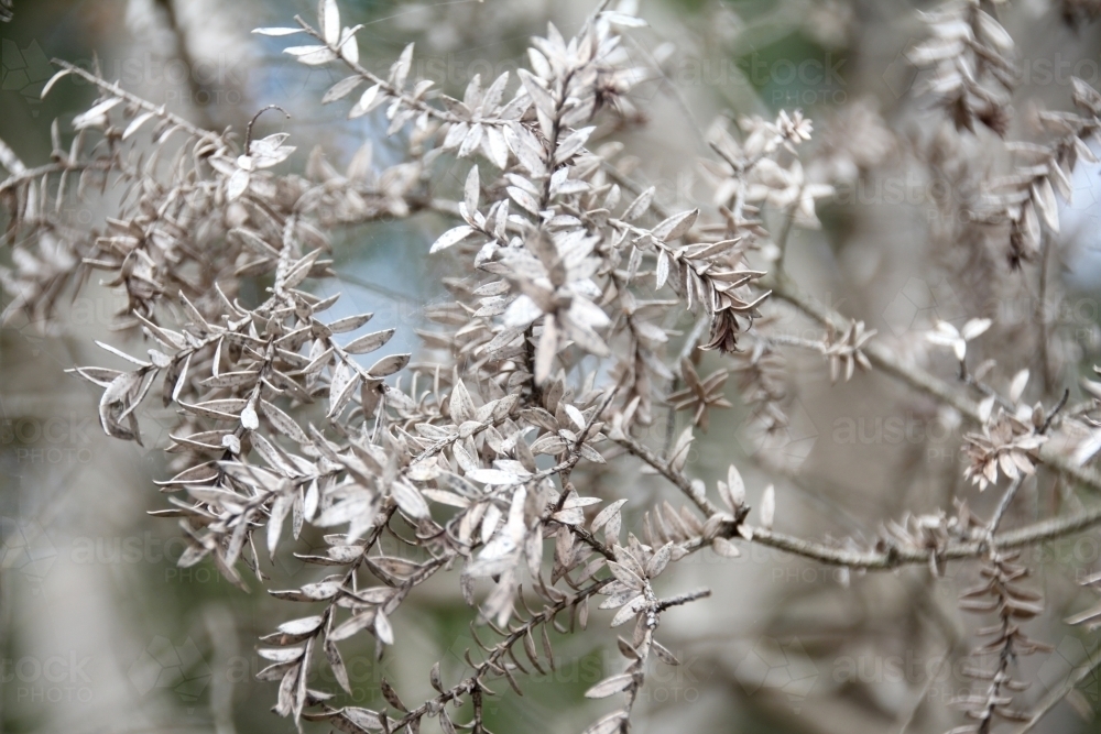grey leaves on dead shrub - Australian Stock Image