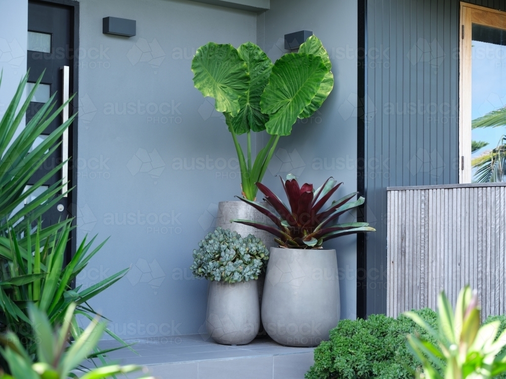 Grey modern looking house with multiple plants on its entrance - Australian Stock Image