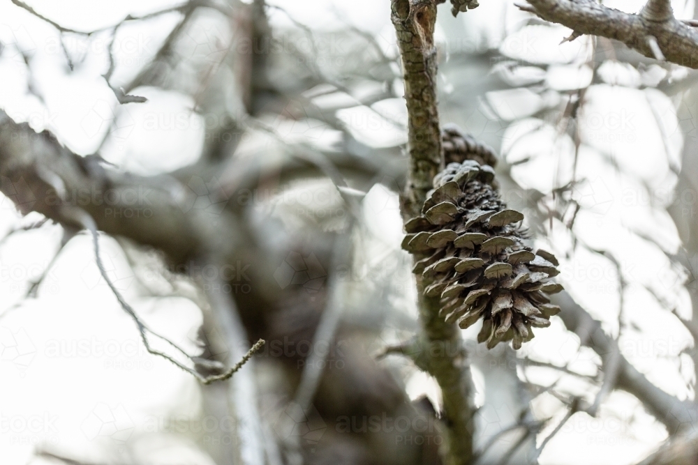 Grey pine cone on dead dry tree in forest - Australian Stock Image