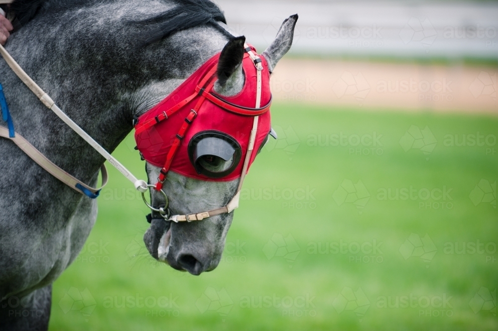 Grey Race Horse wearing Blinkers - Australian Stock Image