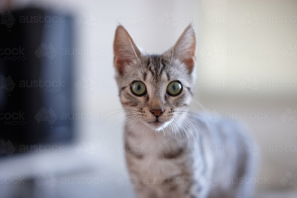 Grey tabby kitten with wide eyes - Australian Stock Image