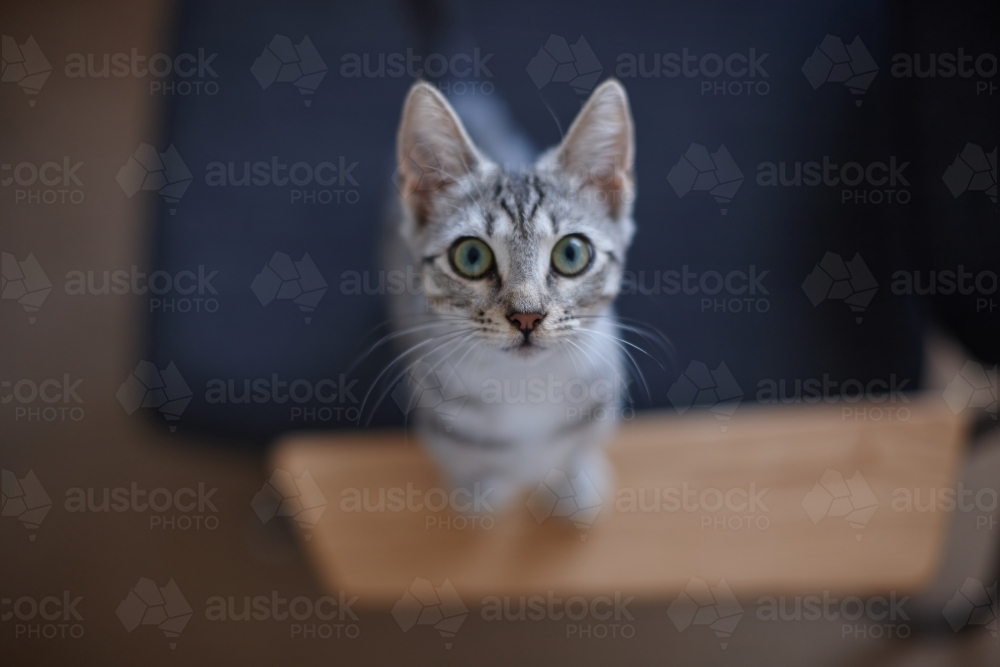 Grey tabby kitten with wide eyes - Australian Stock Image