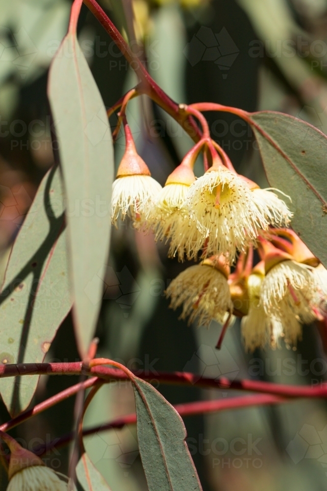 greyish green gum leaves and pale yellow gum blossom - Australian Stock Image