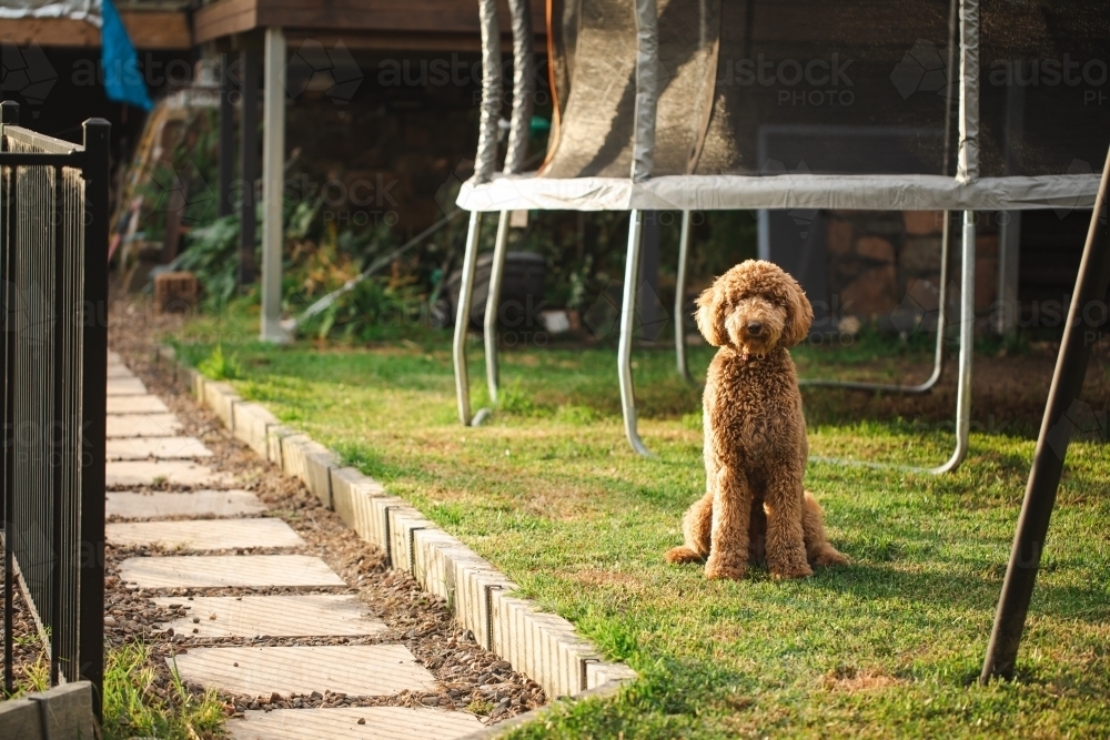 Groodle specialty breed curly hair dog in backyard garden setting - Australian Stock Image