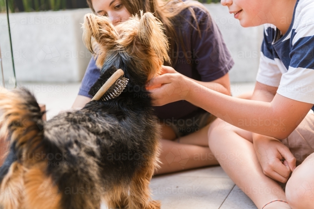 grooming a dog at home - Australian Stock Image