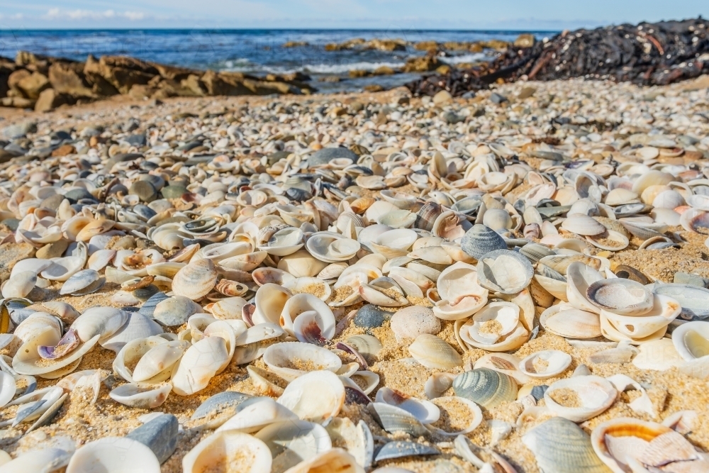 Ground level view of hundreds of pippy shells lining a sandy beach - Australian Stock Image