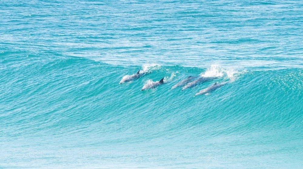 Group of dolphins riding the same wave - Australian Stock Image