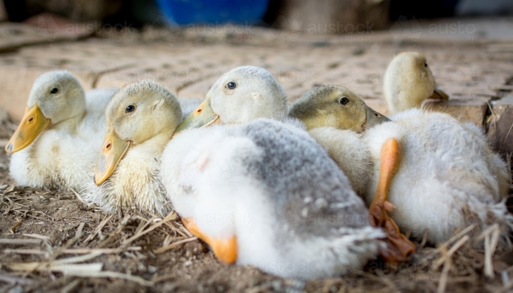 Group of ducks on bed of straw - Australian Stock Image