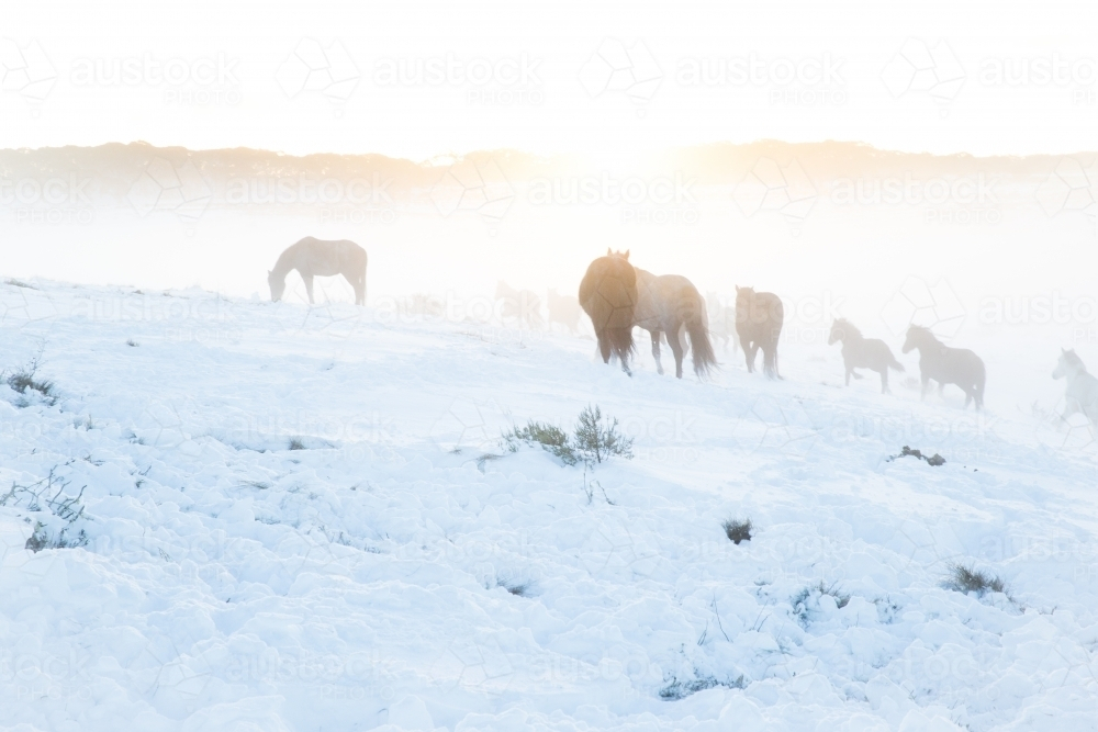 Group of horses grazing the land covered with snow. - Australian Stock Image