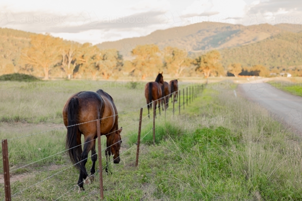 Group of horses walking together along fence line beside rural country road - Australian Stock Image