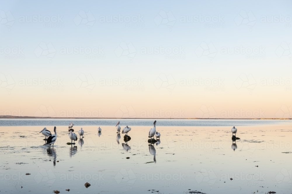 group of pelicans roosting at sunset - Australian Stock Image