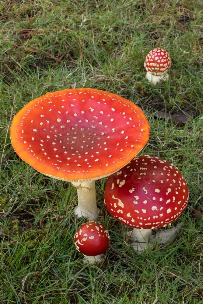 Group of red mushrooms (fly agaric) against green grass - Australian Stock Image