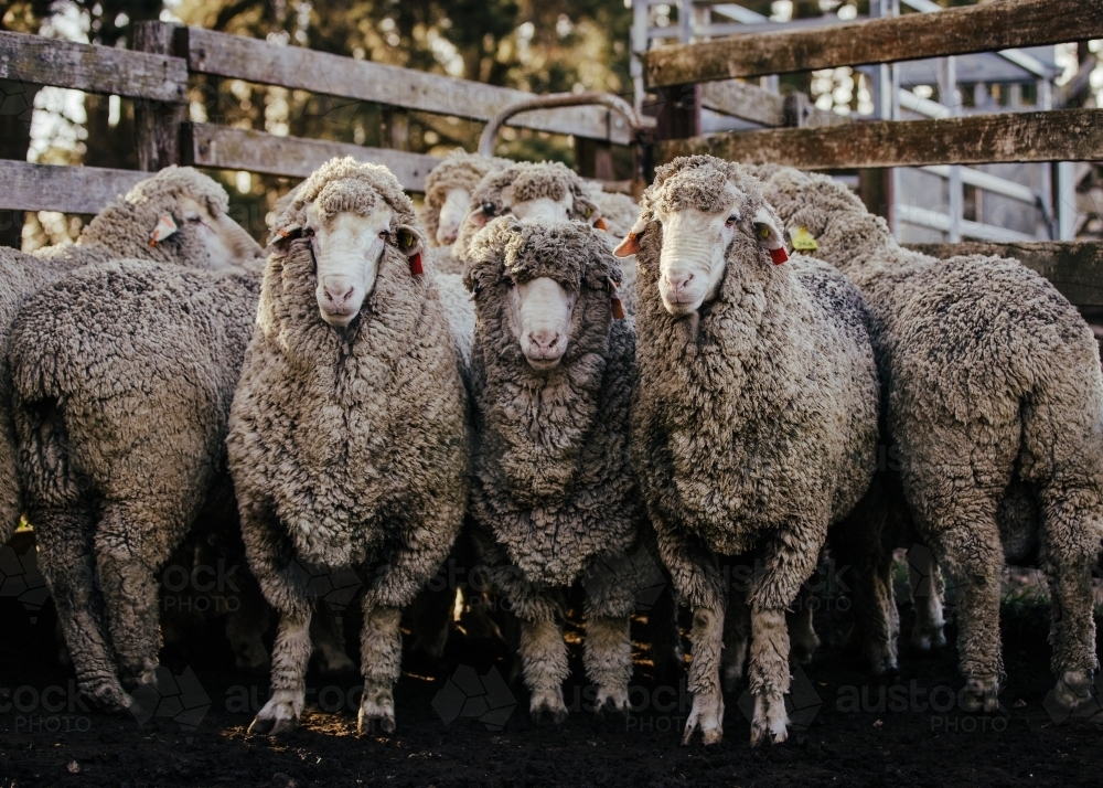 group of sheep in gathered in a stockyard - Australian Stock Image