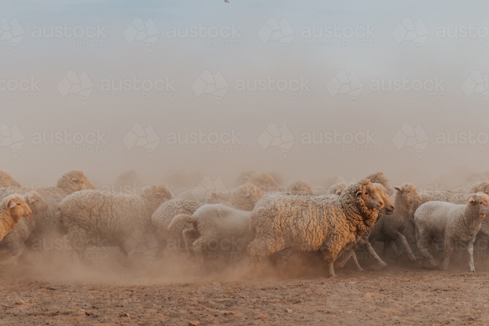 Group of sheep moving left to right - Australian Stock Image