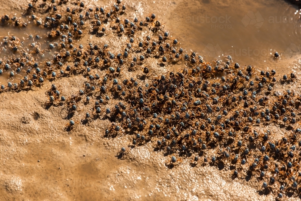 group of soldier crabs at Moreton Bay - Australian Stock Image