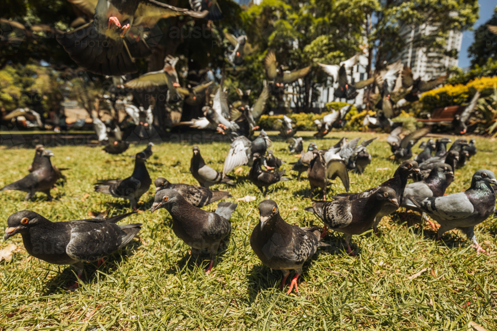 Group of wild pigeons gathering in Sydney park close up - Australian Stock Image