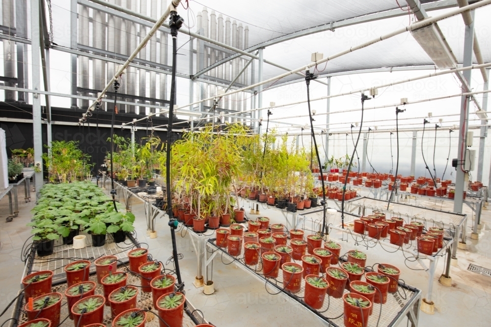 Growing of various plants in a greenhouse for scientific study on the top of a building. - Australian Stock Image