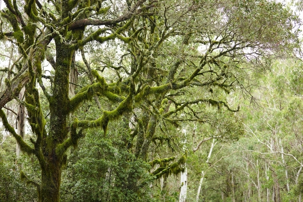 Grown trees in a rain forest - Australian Stock Image