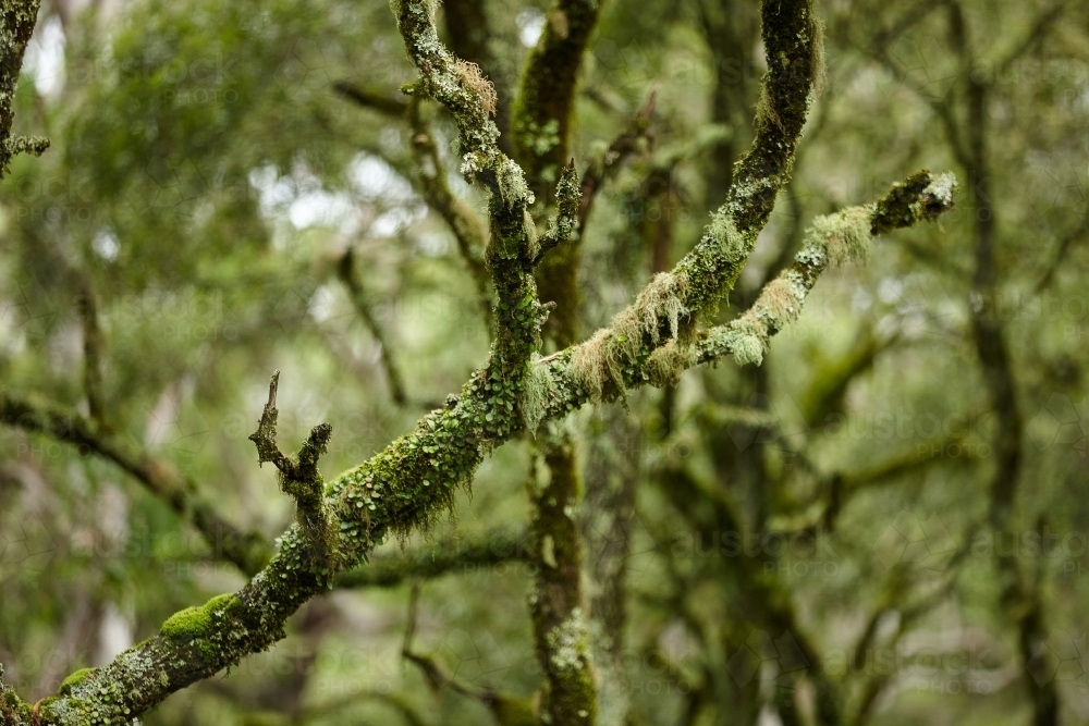 Grown trees in a rain forest - Australian Stock Image