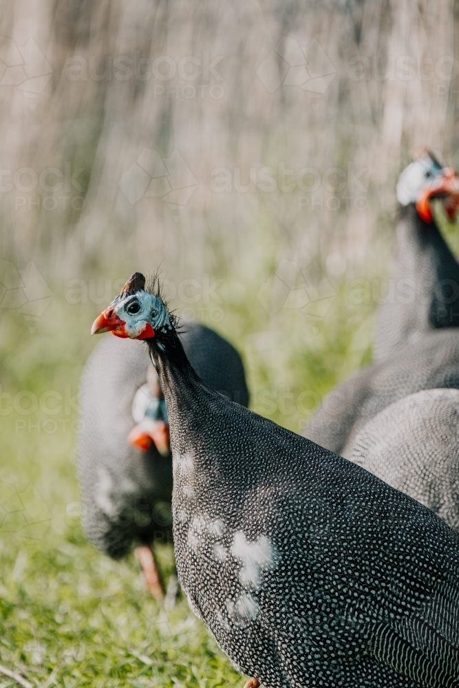 Guinea fowl foraging in the paddock. - Australian Stock Image