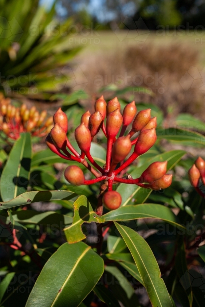 gum blossom seed pods on eucalyptus bush - Australian Stock Image