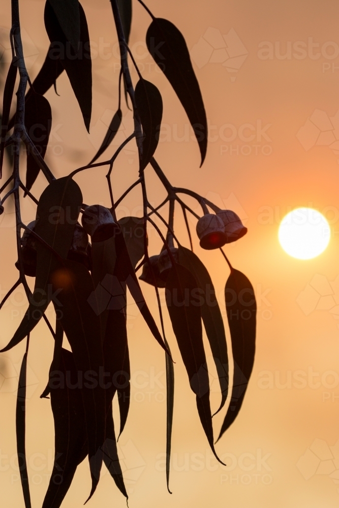 Gum leaves and gum nuts silhouetted against orange sky - Australian Stock Image