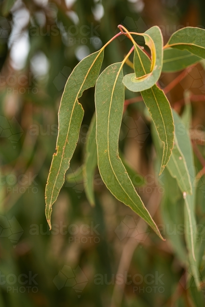 gum leaves - Australian Stock Image