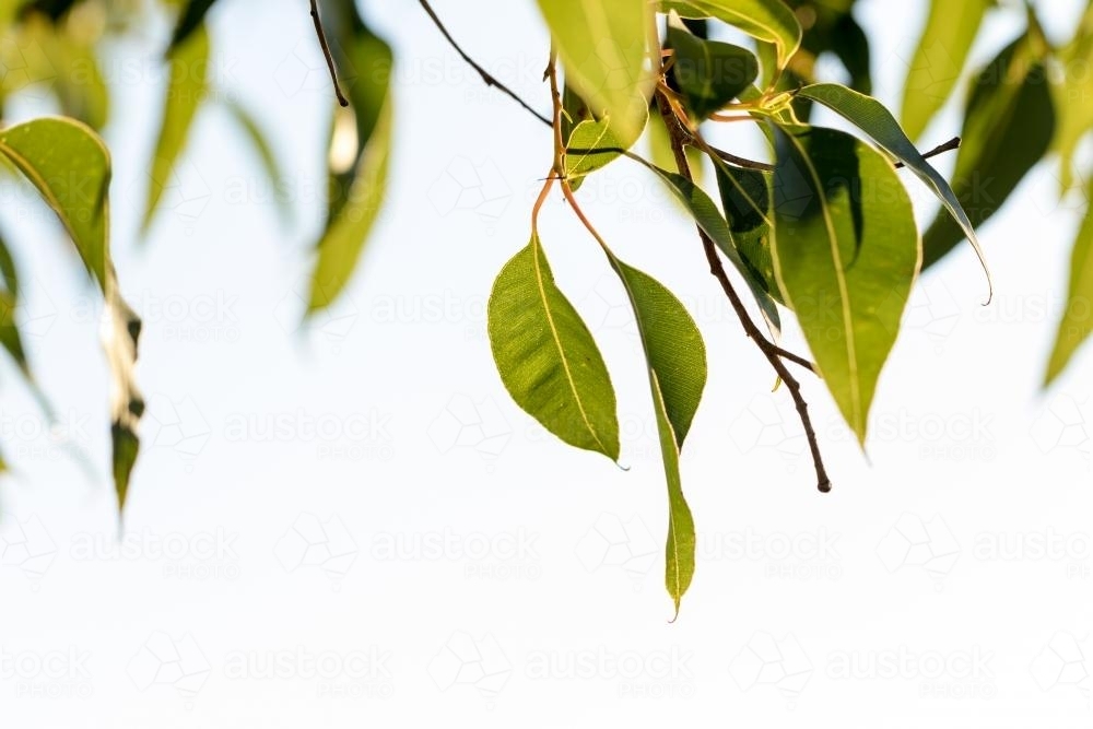 Gum leaves hanging with negative space - Australian Stock Image